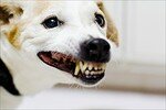 Cheese___Smalldog
