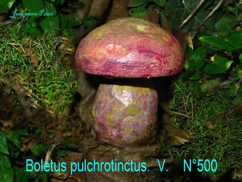 Boletus pulchrotinctus