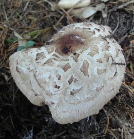 Venenata1