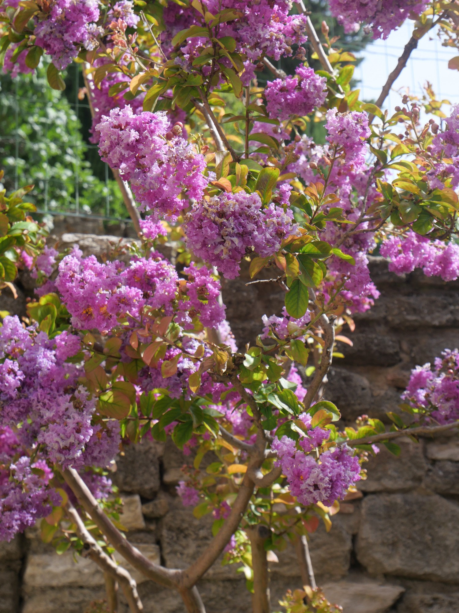 fleursud5