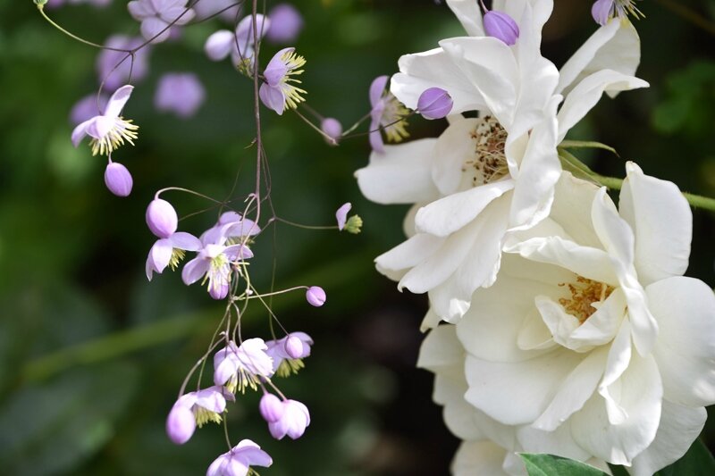rosier iceberg + thalictrum splendide (2)