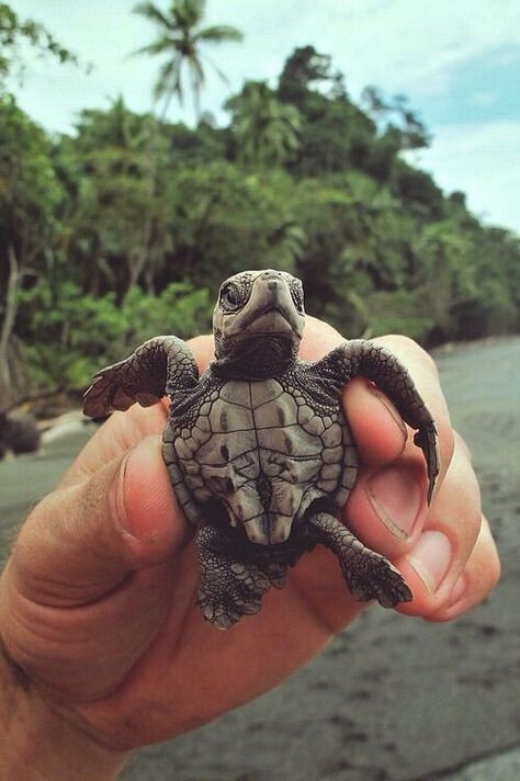 tortue_9