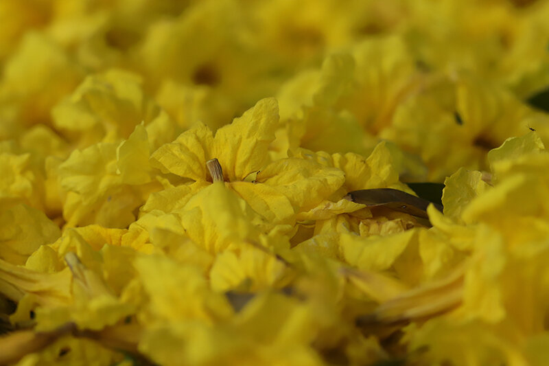 Tabebuia serratifolia