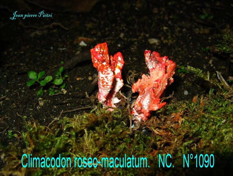 Climacodon roseo-maculatum