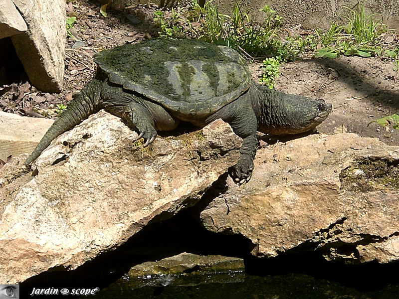 Chélydre serpentine • Chelydra serpentina • Famille des Chelydridae