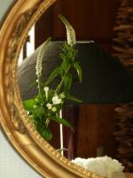 les fleurs chez moi (35)