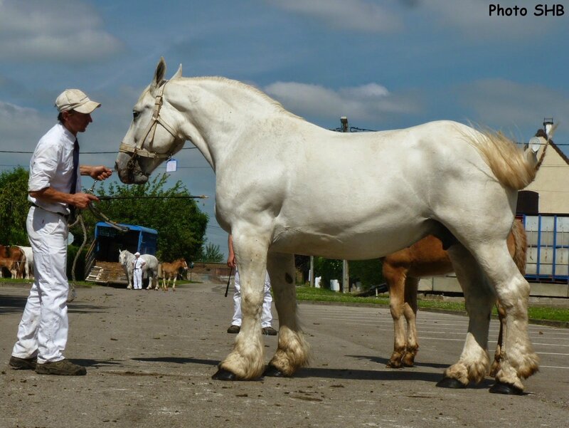 Utopie du Boncoin - Concours Elevage local - Arneke (59) - 19 juin 2014 - photo SHB