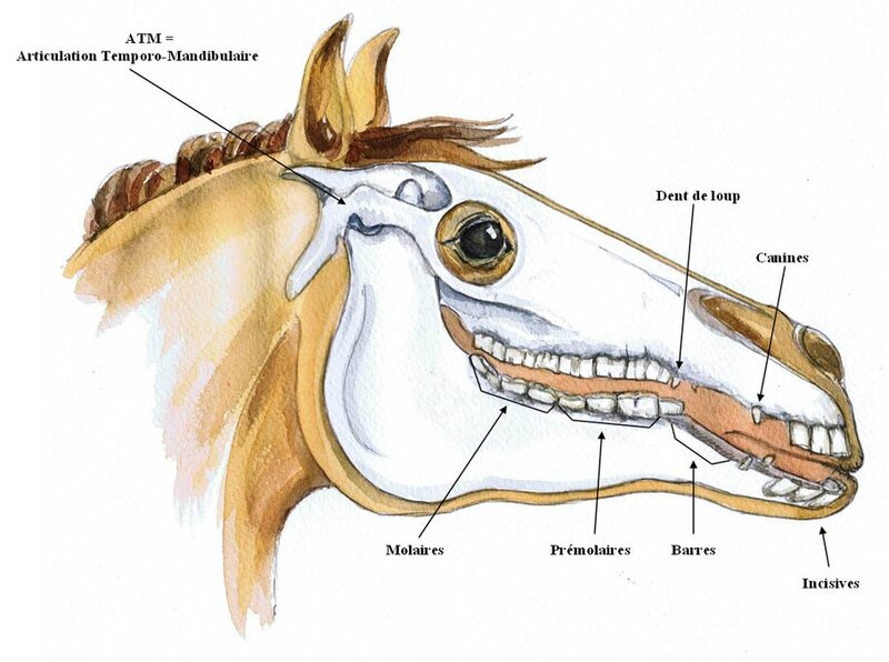 dentition-du-cheval-equus-dental-harmony-z
