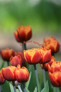 IMG_2617copie2
