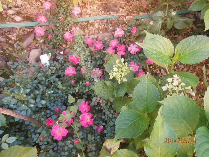 P5310011