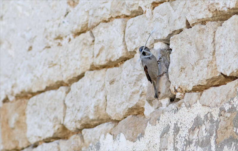 Oiseau moineau mur ficelle ville 040420 3