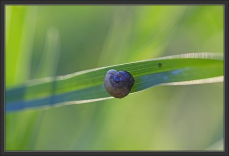 ver_verdure