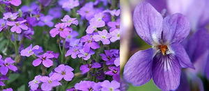violette3