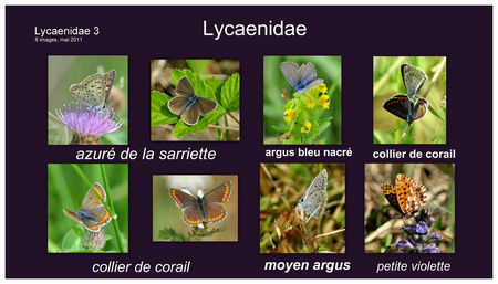 Lycaenidae_3__1600x1200__1