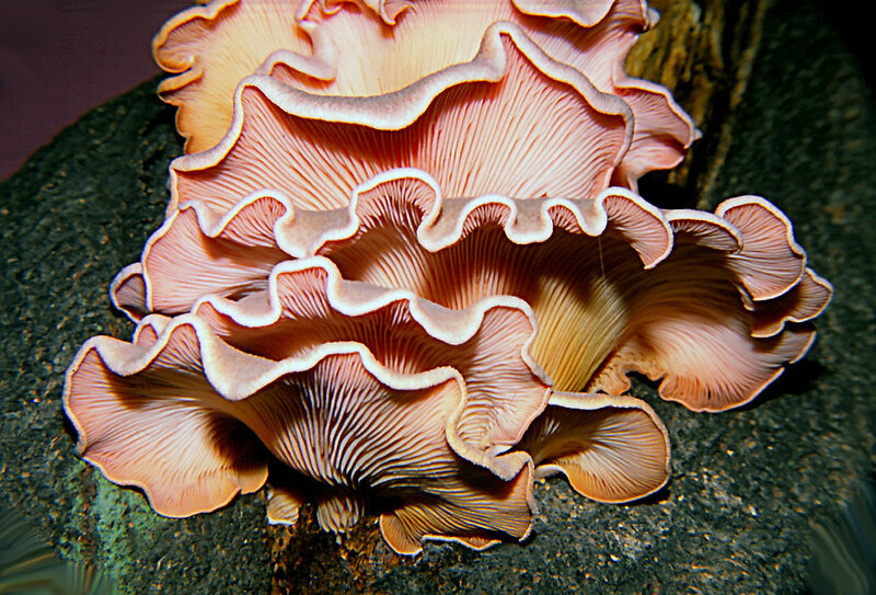 Pleurotus salmoneostramineus_sur Glycine