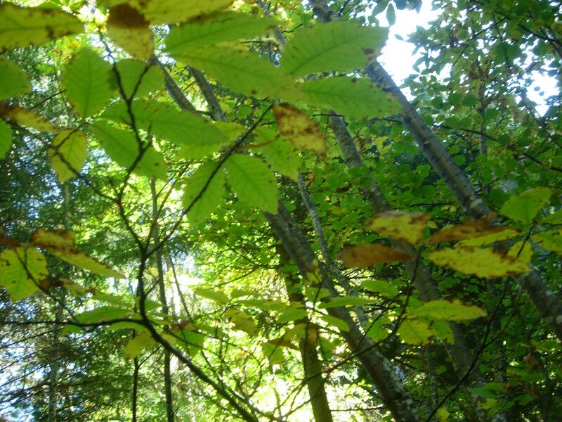 En forêt