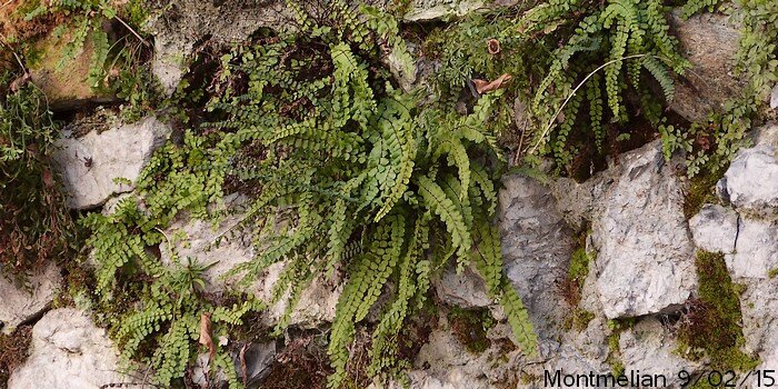 capillaire des murailles