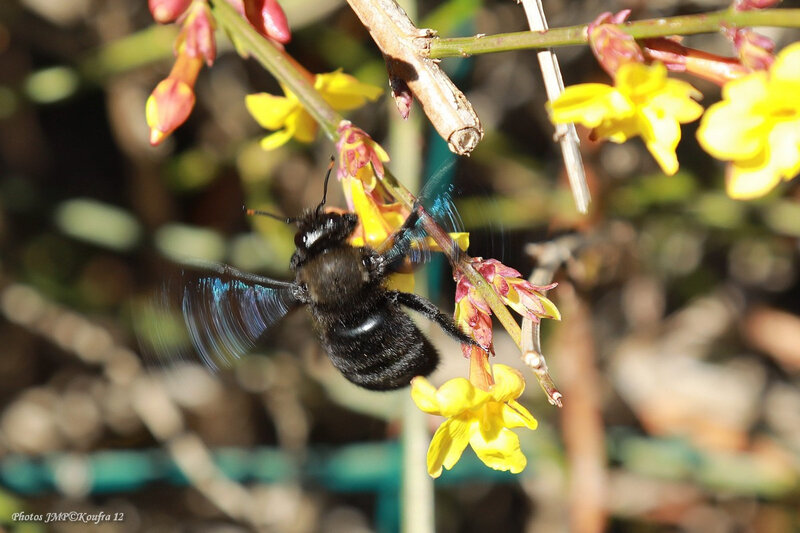 Photos JMP©Koufra 12 - Le Caylar - Abeille bleue - 23022019 - 0003