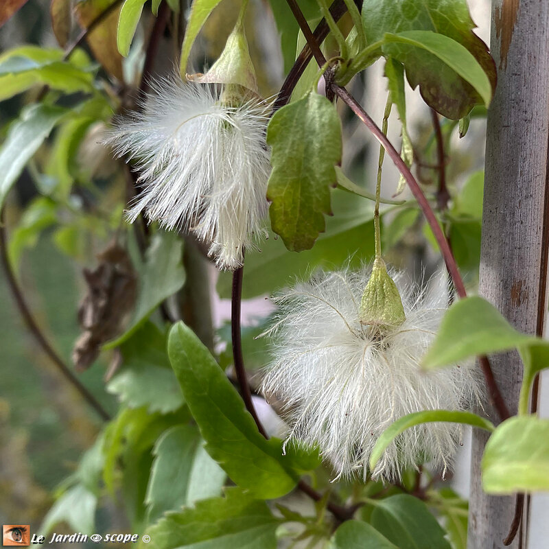 Clematis-cirrhosa