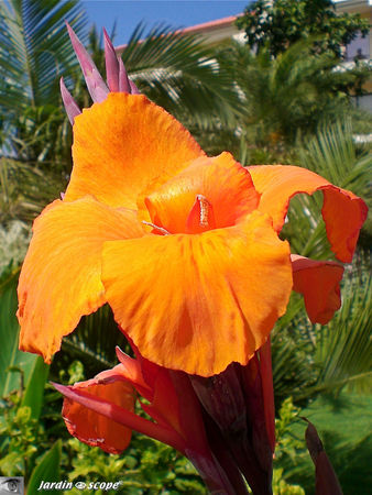 9138_Canna_x_hybrida