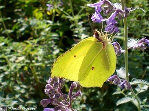 Papillon le Citron