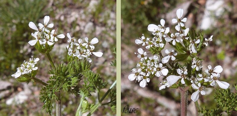 fleurs en ombelle simple ou à 2-3 rayons robustes