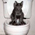 Un <b>chat</b> aux toilettes 