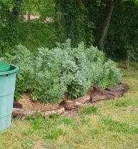 potager élémentaire