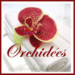 orchid_e_orama