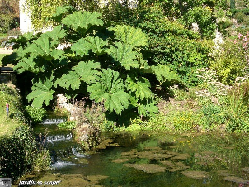 Gunnéra spectaculaire au bord de l'eau