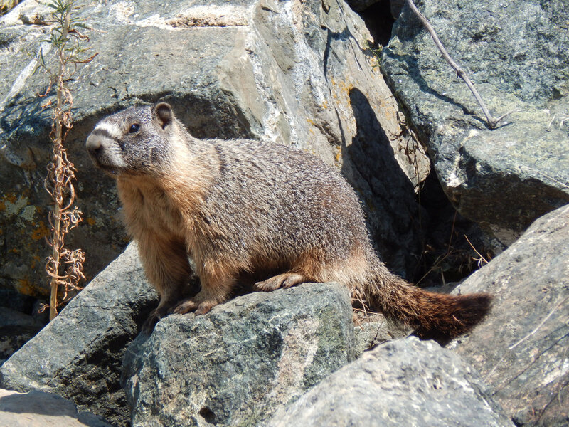 pedrito la marmotte 4