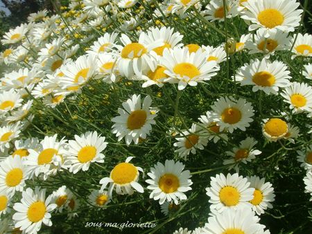 anthemis