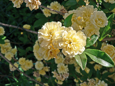 Tres_Belles_fleurs_couleurs_Jaune_Or