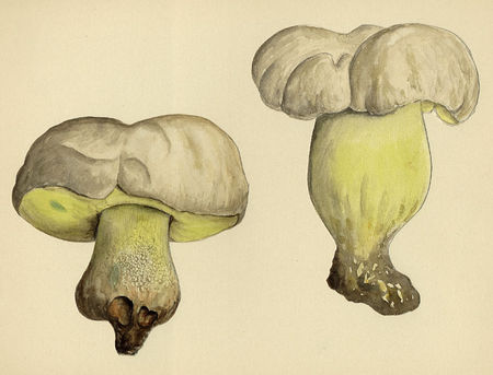 boletus_radicans