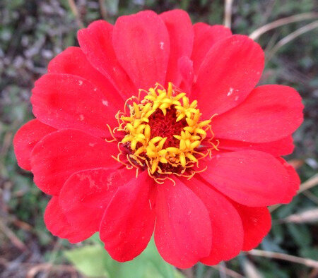 201910 jardi début octobre zinnia
