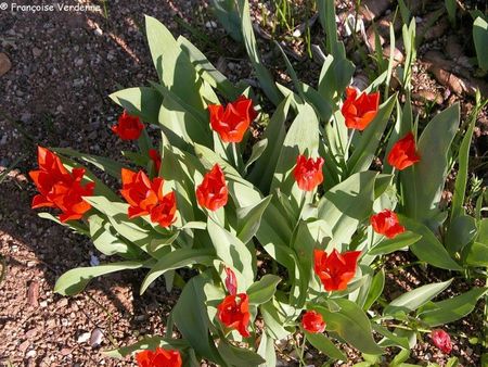 FV-Tulipes_rouges1406