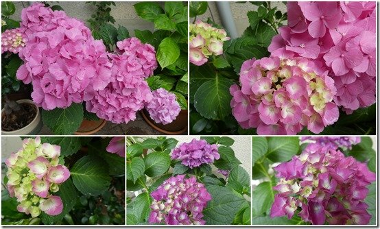 bouquets divers cour et jardin
