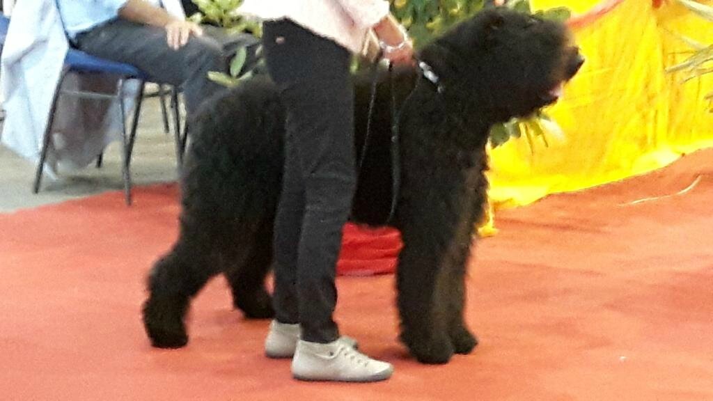 L'OURS DE LA DULLAGUE à JOSETTE PLATA 