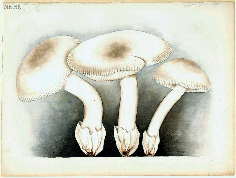 13 Amanita vaginata 2 juin 1891 Refait 25 mars 1893 Planche n°16