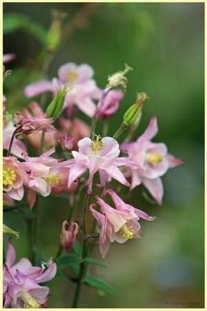 IMG_2736copie1