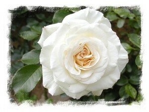 rose_20blanche1024
