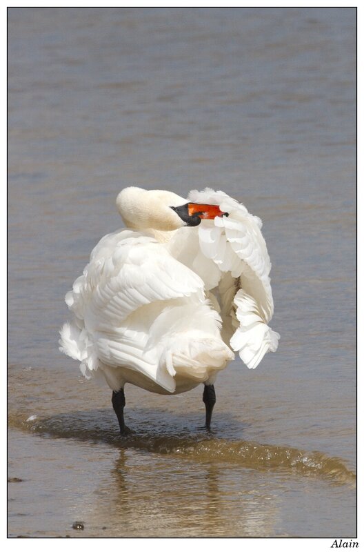 cygne wash