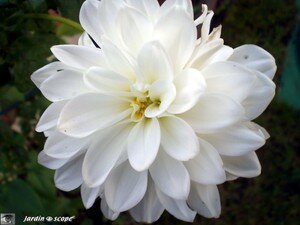Dahlia_Tempete_de_Neige