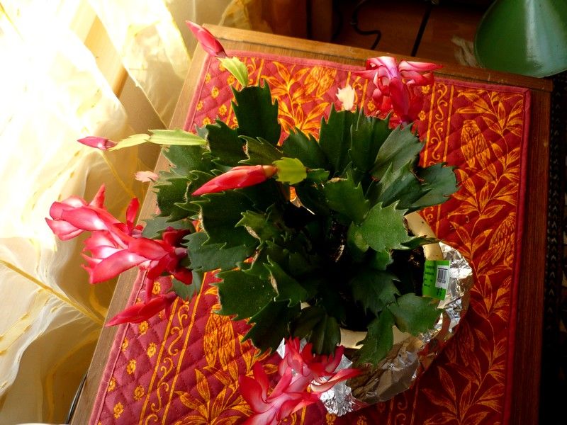 Schlumbergera_001