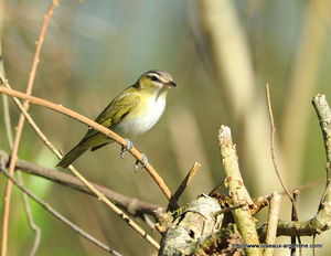 vireo__2_