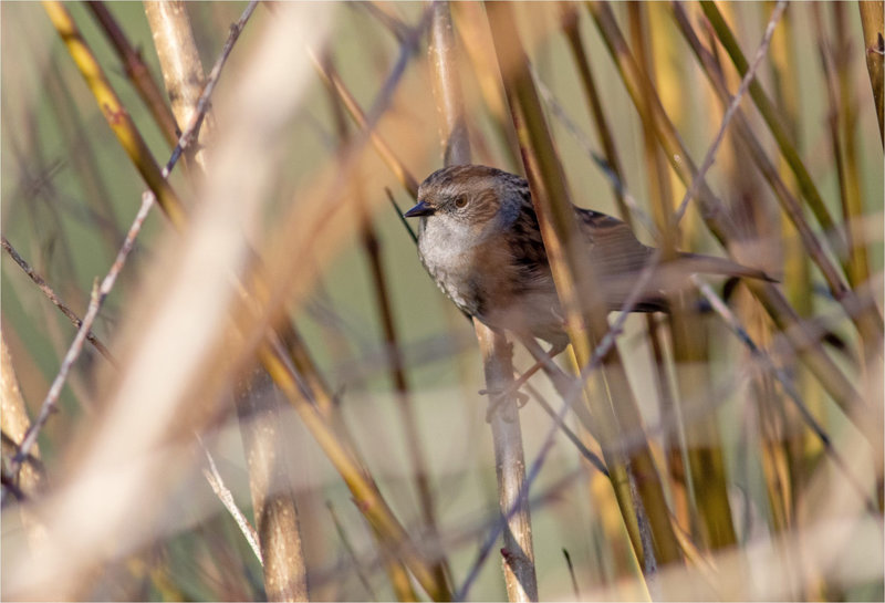 Oiseau Accenteur 2 070122