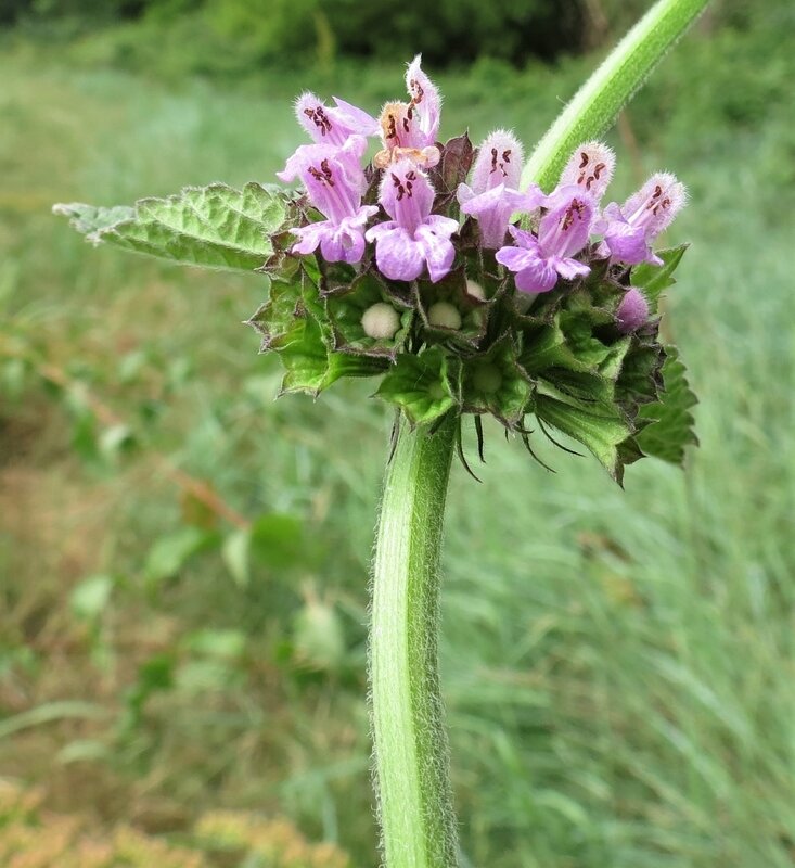 Ballota nigra-Ballote noire-Lamiaceae-Lônes-16 05 2020 (2)