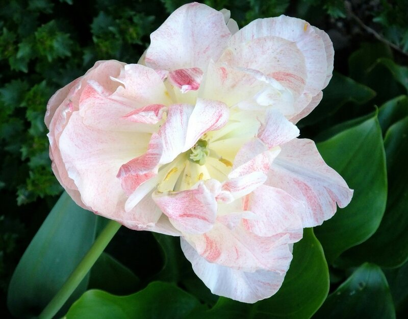 Tulipe rose pâle et blanc 2014 04 le 10 19h11