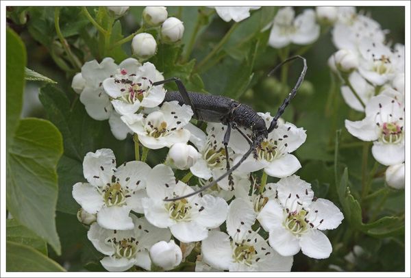 plaine petit capricorne 070513 4 mange