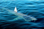 basking_shark
